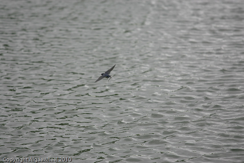 May 08, 2010